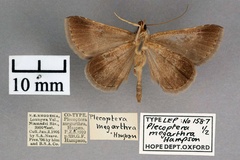 Plecoptera megarthra