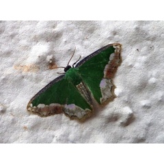 /filer/webapps/moths/media/images/S/subfuscata_Bathycolpodes_A_Ajibade.JPG