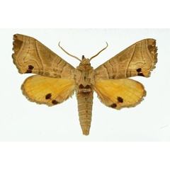/filer/webapps/moths/media/images/P/paulianii_Gynoeryx_AM_Basquin_01.jpg