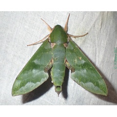 /filer/webapps/moths/media/images/L/lacordairei_Euchloron_A_Bippus.jpg