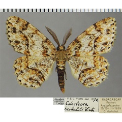 /filer/webapps/moths/media/images/H/herbuloti_Colocleora_AM_ZSMa.jpg