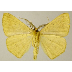 /filer/webapps/moths/media/images/G/gratiosa_Psilocerea_AM_ZSMb.jpg