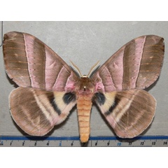 /filer/webapps/moths/media/images/S/strigina_Striginiana_A_Goff.jpg