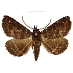 /filer/webapps/moths/media/images/R/rivulosum_Platyja_AM_NHMUK_02.jpg