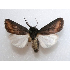 /filer/webapps/moths/media/images/C/crini_Brithys_A_Goff_01.jpg