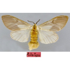 /filer/webapps/moths/media/images/V/vuilleti_Hypsoides_STF_MNHN.jpg
