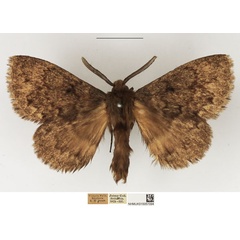 /filer/webapps/moths/media/images/O/obscura_Philotherma_AM_NHMUK_01.jpg