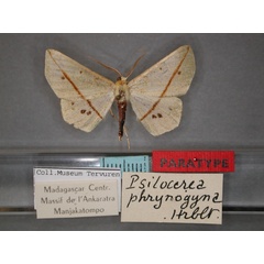 /filer/webapps/moths/media/images/P/phrynogyna_Psilocerea_PT_RMCA_01.jpg