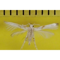 /filer/webapps/moths/media/images/A/attiei_Calicotis_AM_Bippus.jpg