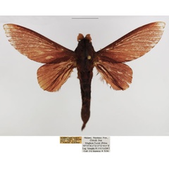 /filer/webapps/moths/media/images/V/verba_Pachytrina_AM_TMSA.jpg