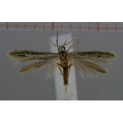 /filer/webapps/moths/media/images/M/mirabibella_Coleophora_HT_NMNW.jpg
