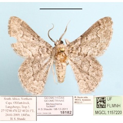/filer/webapps/moths/media/images/T/tuckeri_Mictoschema_A_MGCLa_01.jpg