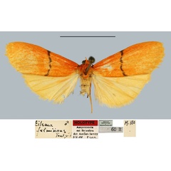 /filer/webapps/moths/media/images/F/fulminans_Eilema_HT_MNHN.jpg