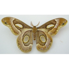 /filer/webapps/moths/media/images/M/mythimnia_Saturnia_STM_NHMUKb.jpg