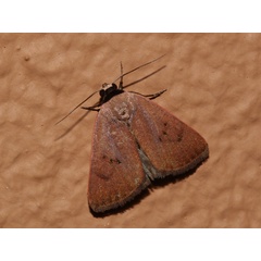 /filer/webapps/moths/media/images/S/sarcistis_Plecoptera_A_Roland_01.jpg
