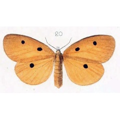 /filer/webapps/moths/media/images/I/imparepunctata_Lithosia_STF_Oberthur_20.jpg