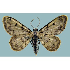 /filer/webapps/moths/media/images/C/confracta_Idaea_AF_ZSMa.jpg