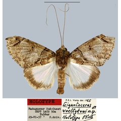 /filer/webapps/moths/media/images/V/voeltzkowi_Gigantoceras_HT_MNHN.jpg