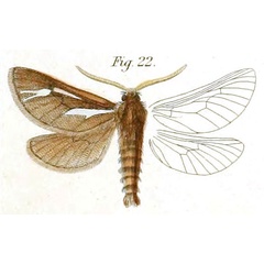 /filer/webapps/moths/media/images/Z/zellerii_Gorgopis_HT_Dewitz-22.jpg
