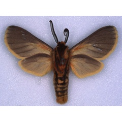/filer/webapps/moths/media/images/F/flaviciliata_Metarctia_LT_BMNH_02.jpg