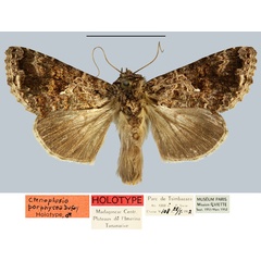/filer/webapps/moths/media/images/P/porphyrea_Ctenoplusia_HT_MNHN.jpg
