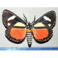 /filer/webapps/moths/media/images/A/agaristoides_Phaegorista_A_Goff_01.jpg