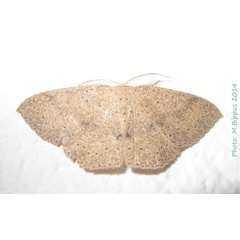 /filer/webapps/moths/media/images/L/lyciscaria_Cyclophora_A_Bippus.jpg