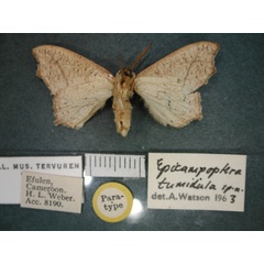 /filer/webapps/moths/media/images/T/tumidula_Epicampoptera_PT_RMCA_02.jpg