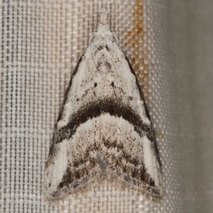 /filer/webapps/moths/media/images/G/gladstonei_Nolidia_A_Heyns_02.jpg