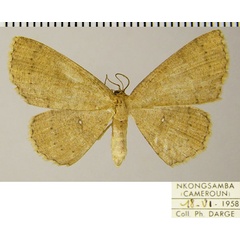 /filer/webapps/moths/media/images/C/cedrici_Cyclophora_AF_ZSM.jpg