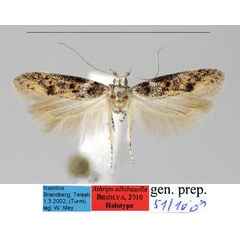 /filer/webapps/moths/media/images/A/albibasella_Athrips_HT_ZMHB_IjCYljW.jpg
