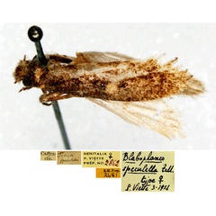 /filer/webapps/moths/media/images/S/speculella_Tinea_LT_SNHMa.jpg