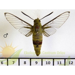 /filer/webapps/moths/media/images/P/picus_Cephonondes_AM_SMCR.jpg