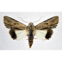 /filer/webapps/moths/media/images/A/amphix_Lyncestis_AF_NHMO.jpg