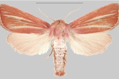Sesamia taenioleuca