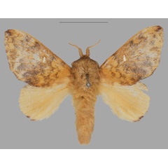 /filer/webapps/moths/media/images/L/lyovushkini_Hypotrabala_HT_Mueller.jpg