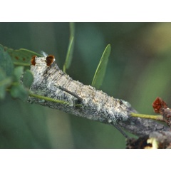 /filer/webapps/moths/media/images/T/truncatum_Braura_C_Roland_01.jpg