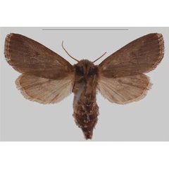 /filer/webapps/moths/media/images/N/nigra_Sciomesa_PTF_MNHNb.jpg