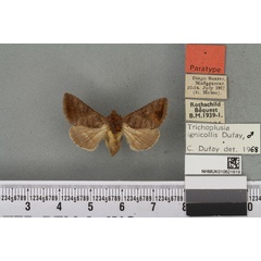 /filer/webapps/moths/media/images/I/ignicollis_Plusia_PTM_BMNH_05a.jpg