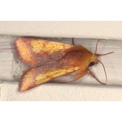 /filer/webapps/moths/media/images/X/xanthiata_Heliothis_AM_Heyns_01.jpg