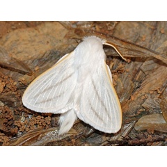 /filer/webapps/moths/media/images/B/bistrigata_Beralade_A_Voaden.JPG