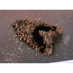 /filer/webapps/moths/media/images/J/jansei_Iambia_A_Roland_02.jpg