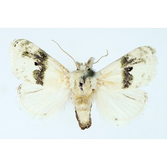 /filer/webapps/moths/media/images/L/luxuriosa_Afraltha_AM_TMSA.jpg