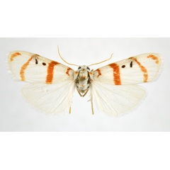 /filer/webapps/moths/media/images/O/orientalis_Cyana_AM_NHMO.jpg