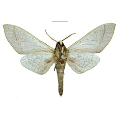 /filer/webapps/moths/media/images/H/haendeli_Neoclanis_HT_EMEMb.jpg