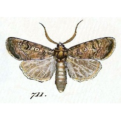 /filer/webapps/moths/media/images/F/fervida_Agrotis_Hubner_711.jpg