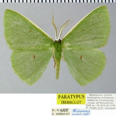 /filer/webapps/moths/media/images/P/pudica_Blechroneromia_PTM_ZSMa.jpg