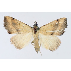 /filer/webapps/moths/media/images/F/fragilis_Antarchaea_AM_TMSA_02.jpg