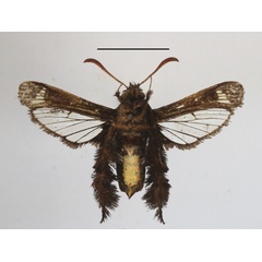 /filer/webapps/moths/media/images/O/occidentalis_Afromelittia_AM_MGCLb_01.JPG