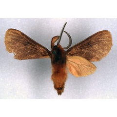 /filer/webapps/moths/media/images/D/dracoena_Metarctia_HT_RMCA_01.jpg